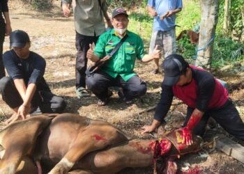 Ngorejat! Pemuda PUI KBB Sembelih 1 Sapi dan 5 Ekor Domba di Idul Adha 1445 H