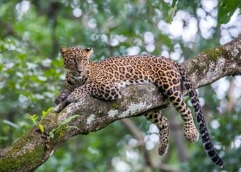 Seekor Macan Tutul Lepas dari Kandang di Lembang Park Zoo, Pemuda PUI KBB Himbau Warga Waspada