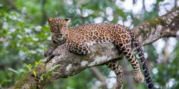 Seekor Macan Tutul Lepas dari Kandang di Lembang Park Zoo, Pemuda PUI KBB Himbau Warga Waspada